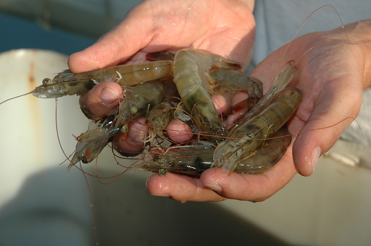 Tôm thẻ chân trắng