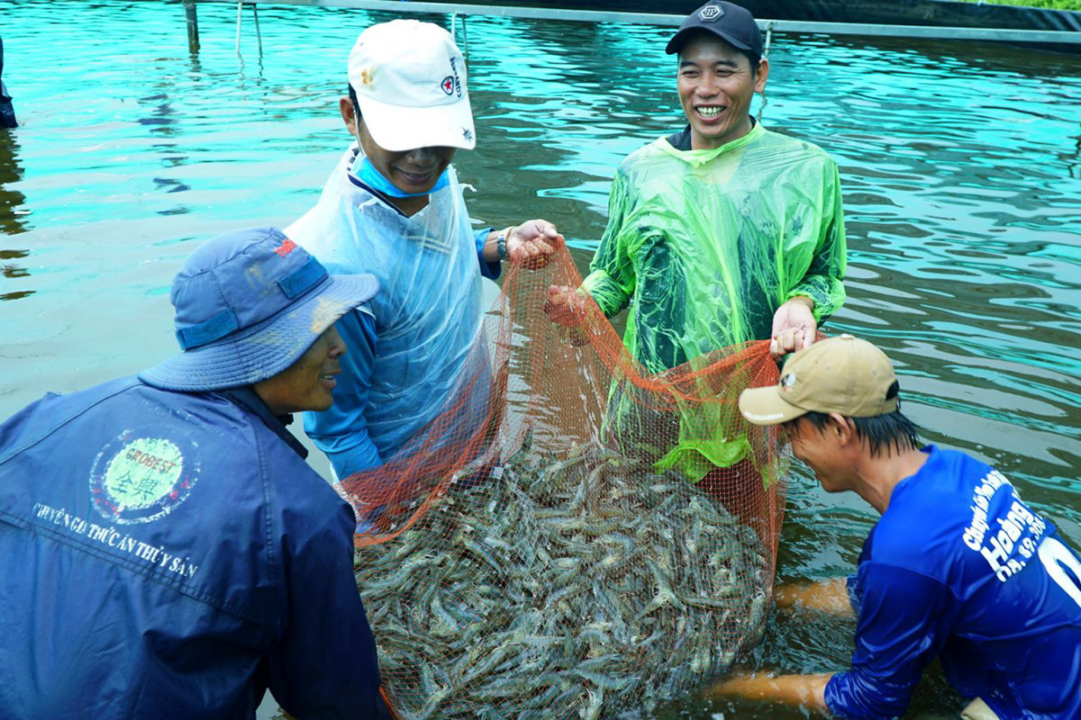 thu hoạch tôm