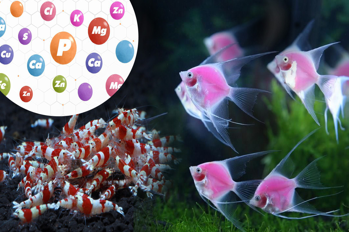 khoáng chất và vitamin