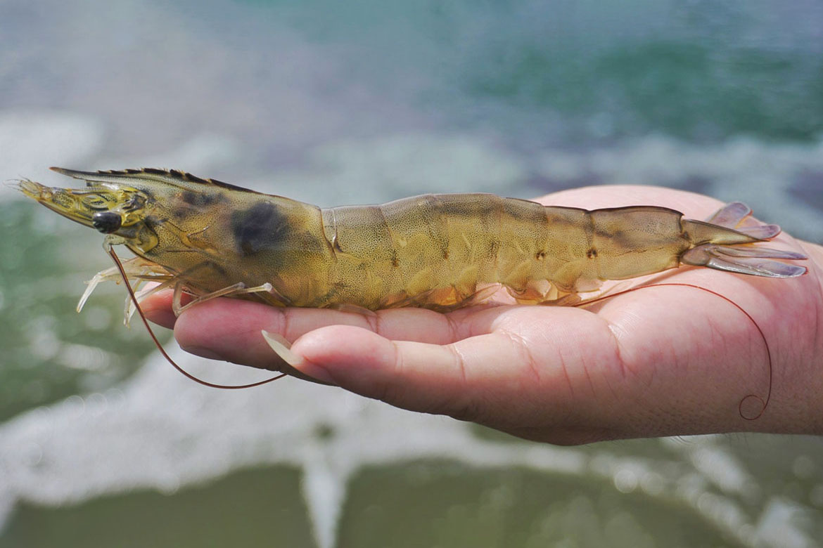 Tôm thẻ chân trắng