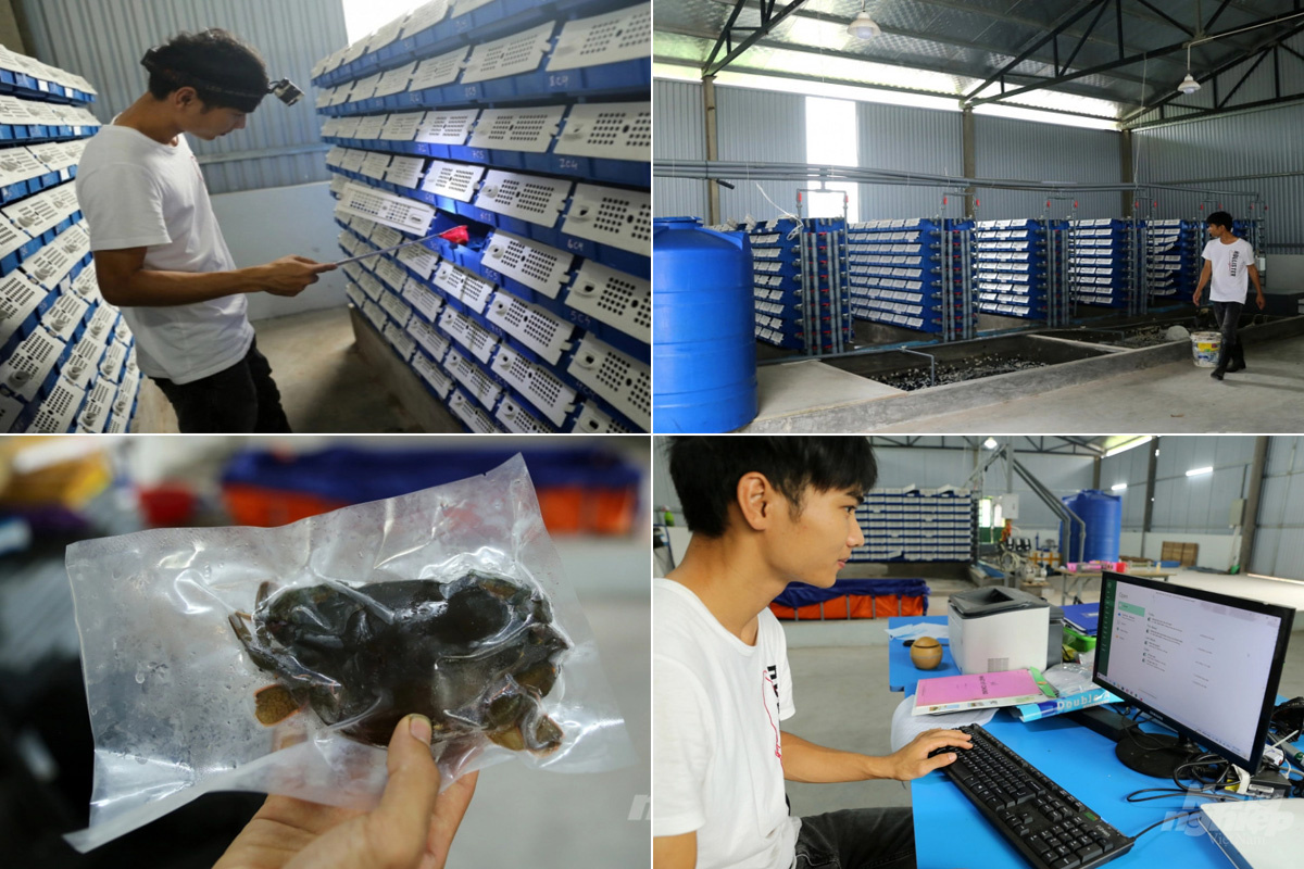 nuôi cua trong hộp