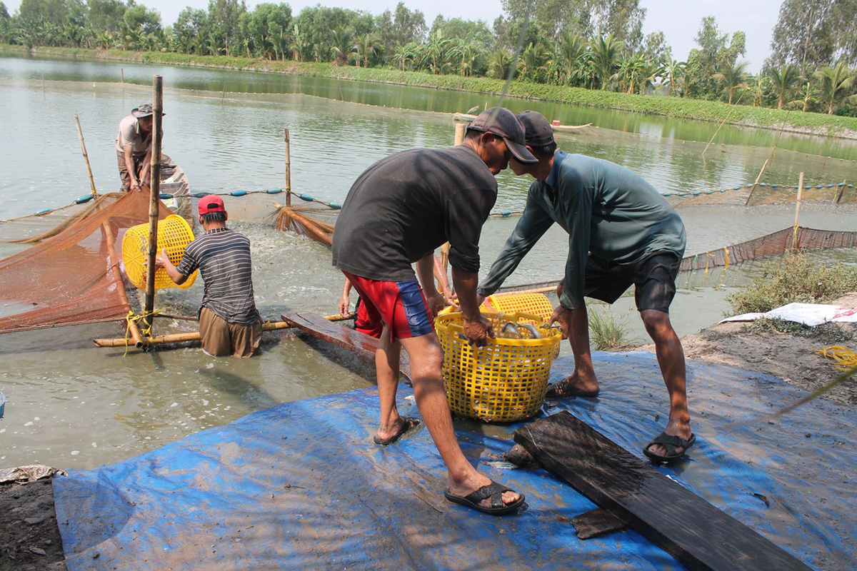 thu hoạch cá tra giống