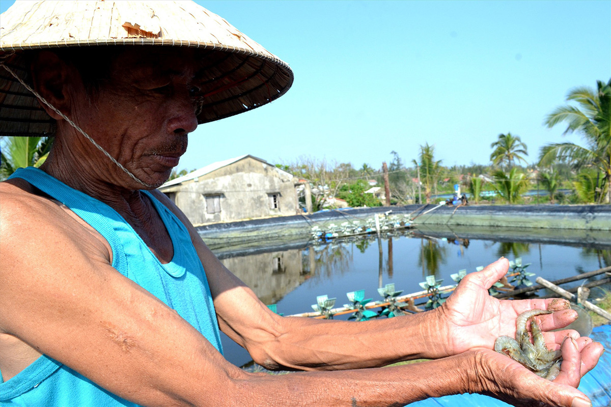 tôm thẻ chân trắng