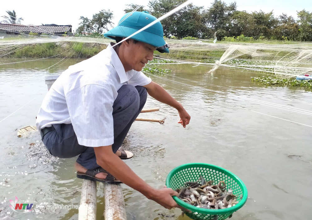 Nhân rộng mô hình nuôi cá chạch lấu trong bể xi măng ở Trà Vinh  Kinh  nghiệm làm ăn  Báo ảnh Dân tộc và Miền núi