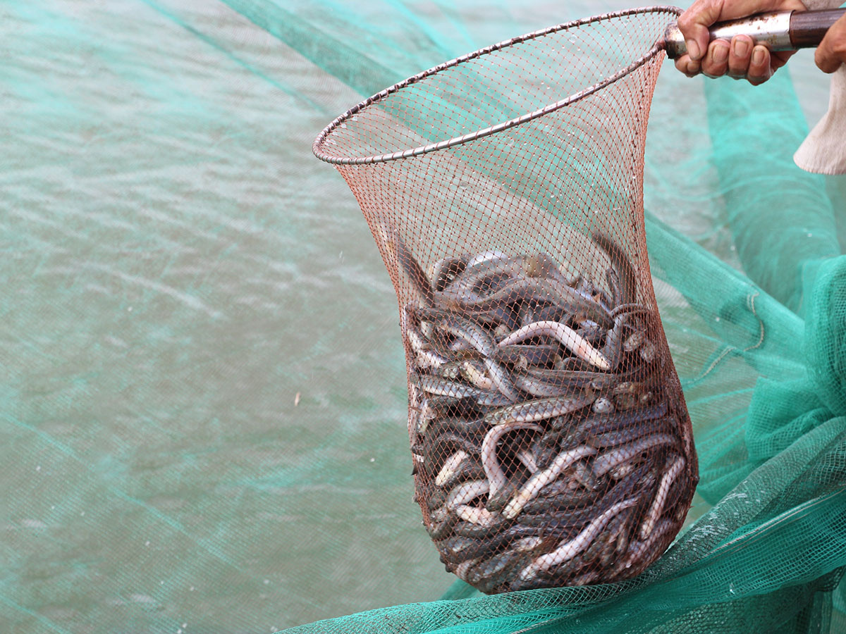 thu hoạch cá kèo