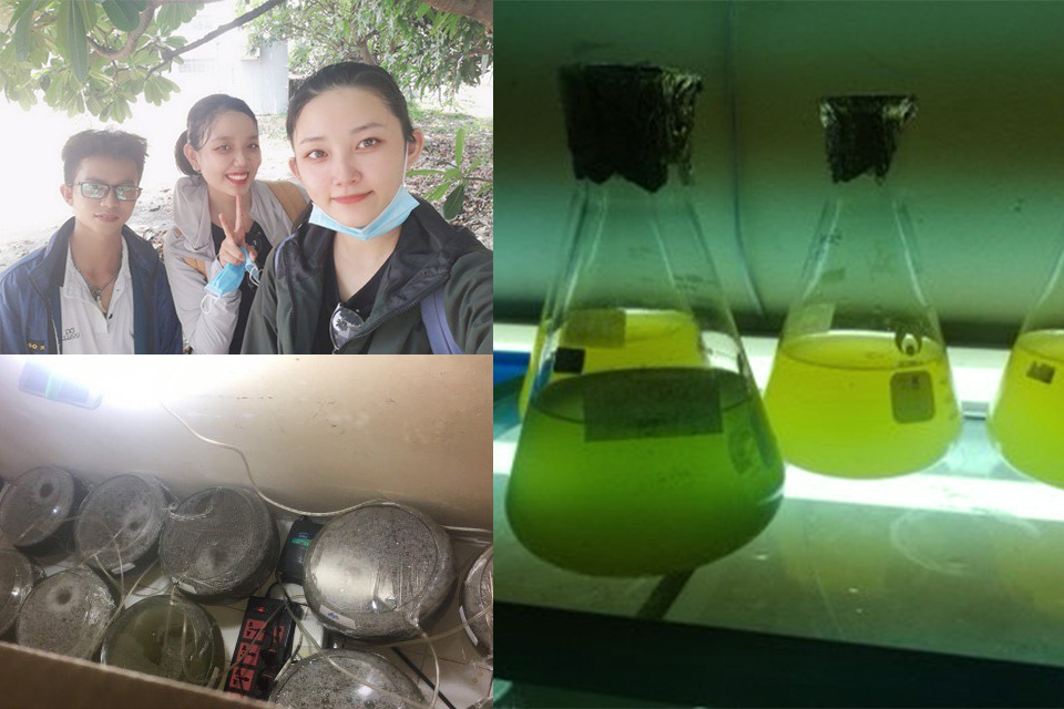 cho tảo nghe nhạc