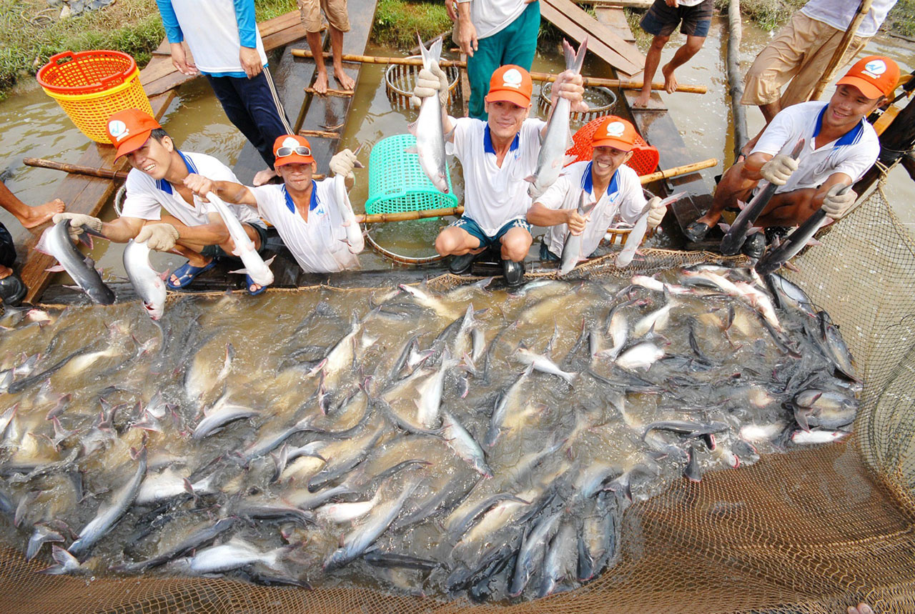 Tình hình áp dụng VietGAP trong nuôi cá Tra theo Nghị định 36