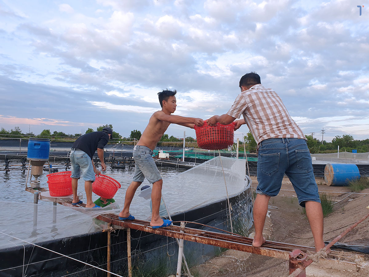 kỹ thuật san tôm