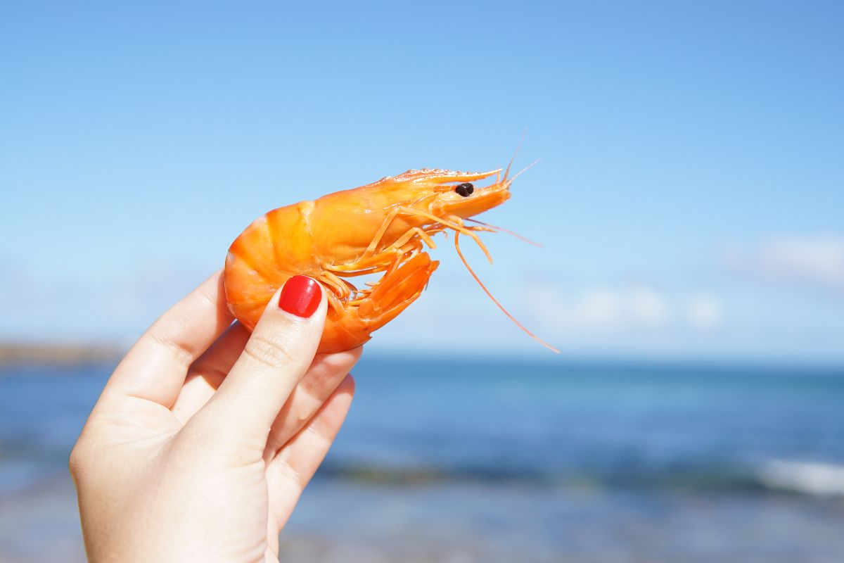 Nuôi tôm thẻ chân trắng
