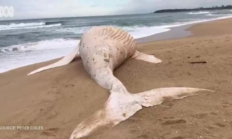 cá voi trắng chết