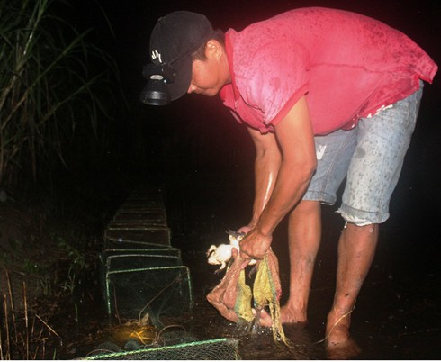 đi soi ếch đồng