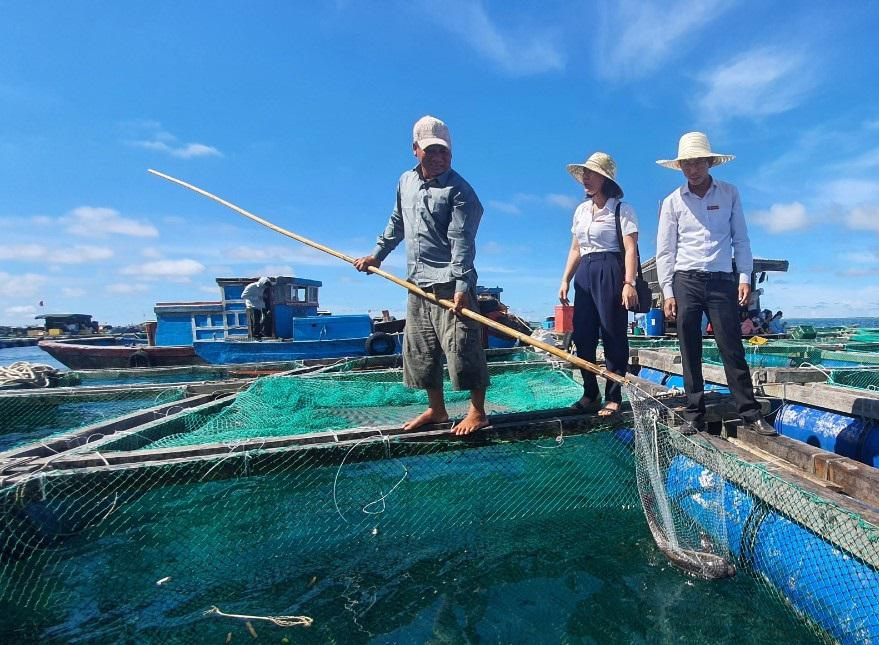 nuôi cá bớp lồng bè