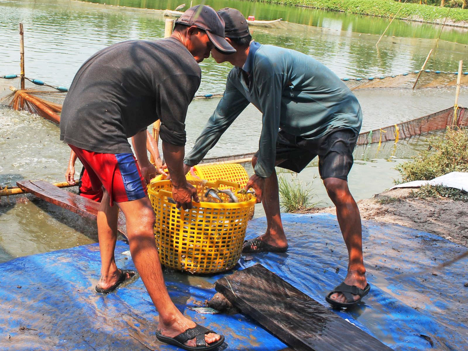 thu hoạch cá tra giống