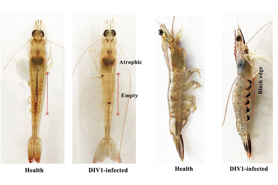 Decapod Iridescent Virus