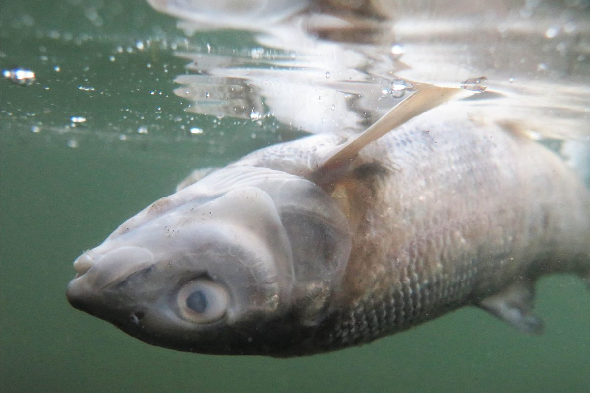 Bệnh kí sinh trùng trên cá biển