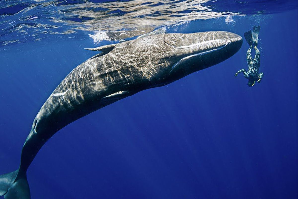 Cá voi xanh