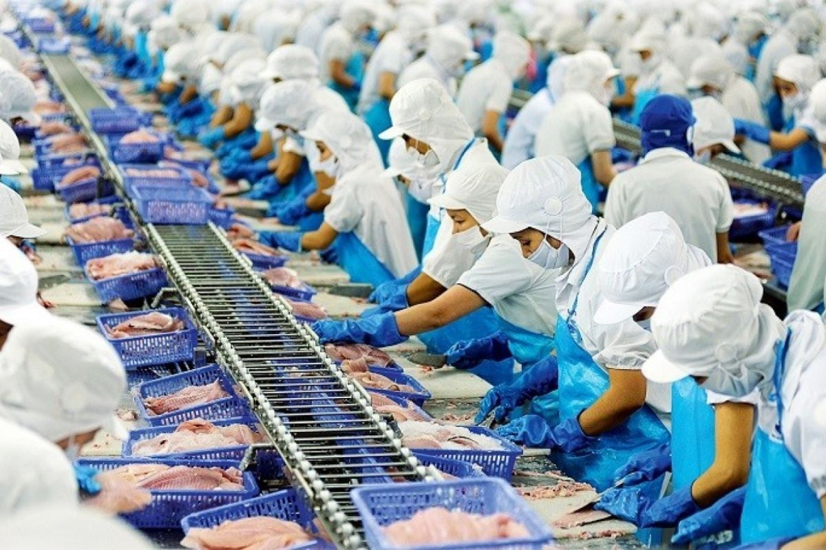 Chế biến cá tra