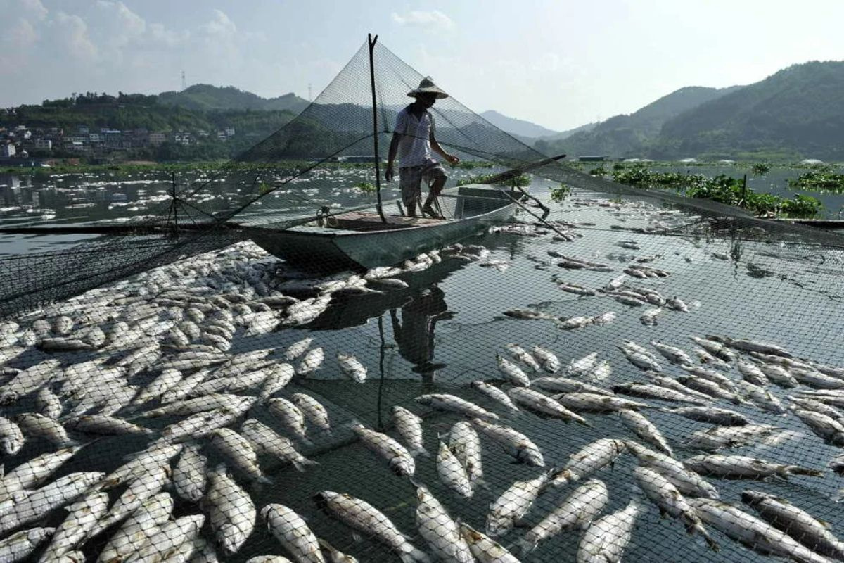 Страна ловить рыбу. Рыболовство в Юго Восточной Азии. Аквакультура в Китае. Сельское хозяйство Японии рыболовство. Южная Корея сельское хозяйство рыболовство.
