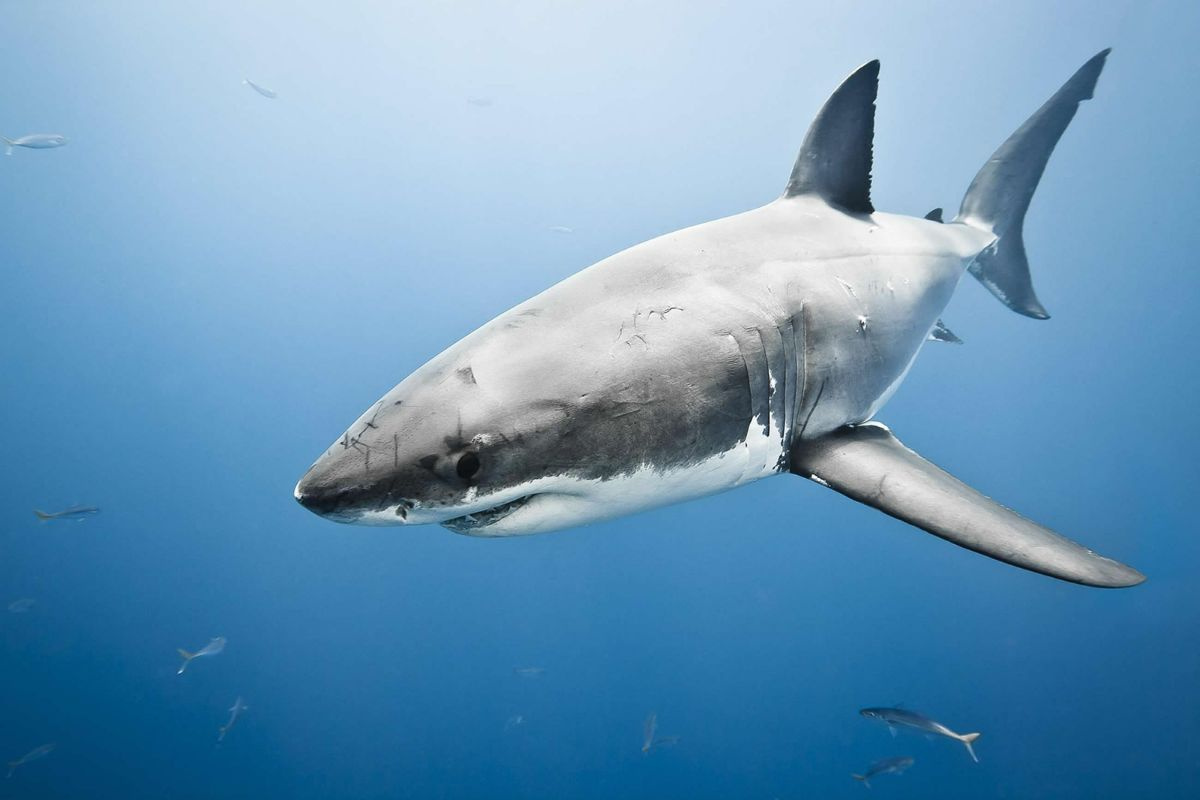 Cá mập trắng - Cá săn mồi lớn nhất thế giới có thể bạn chưa biết