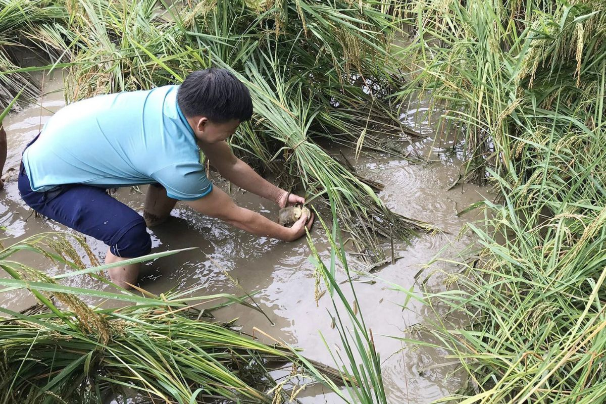 Đánh bắt cá chép