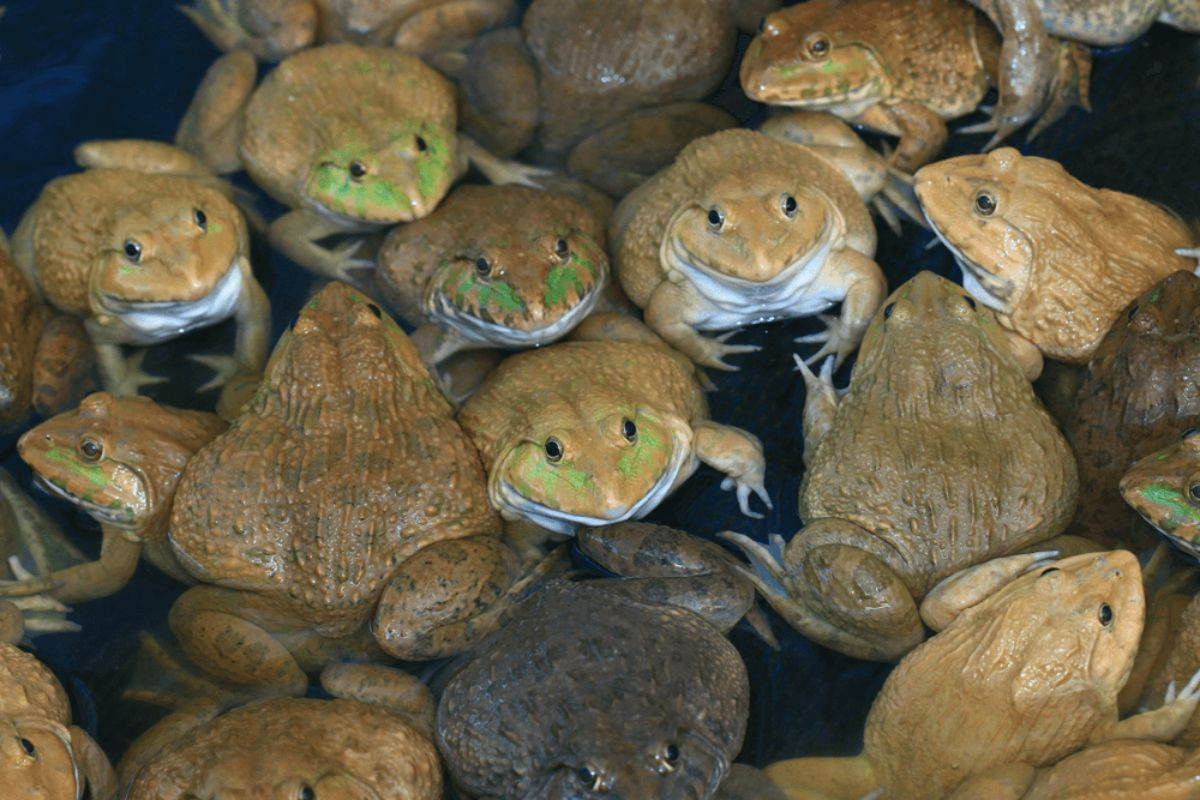 Hiệu quả từ mô hình nuôi ếch trong bể xi măng. Ảnh: thaimy.com.vn