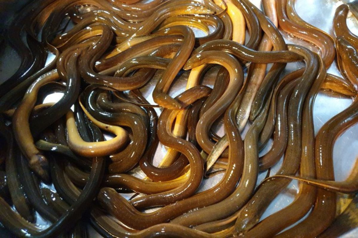 Một số bệnh thường gặp trên lươn nuôi thương phẩm. Ảnh: image-us.eva.vn