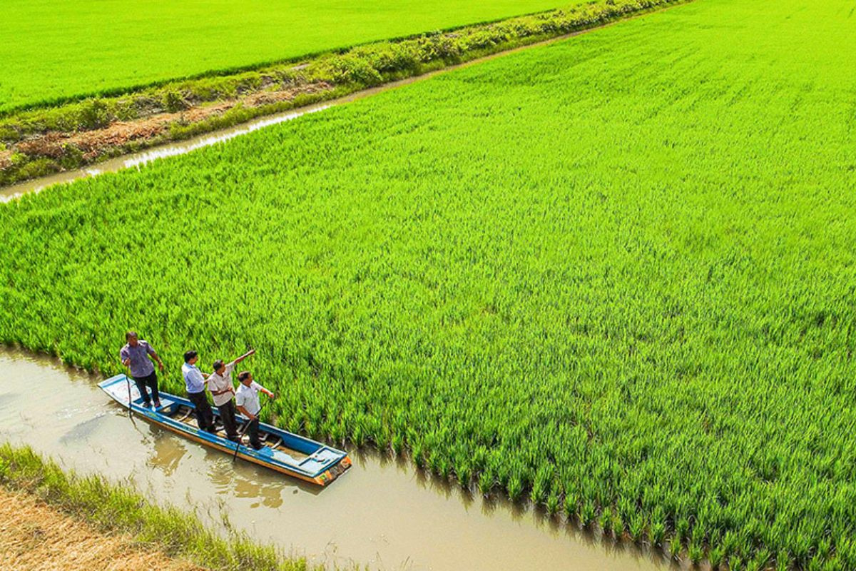 Mô hình tôm - lúa tại Cà Mau. Ảnh: baocamau.com.vn