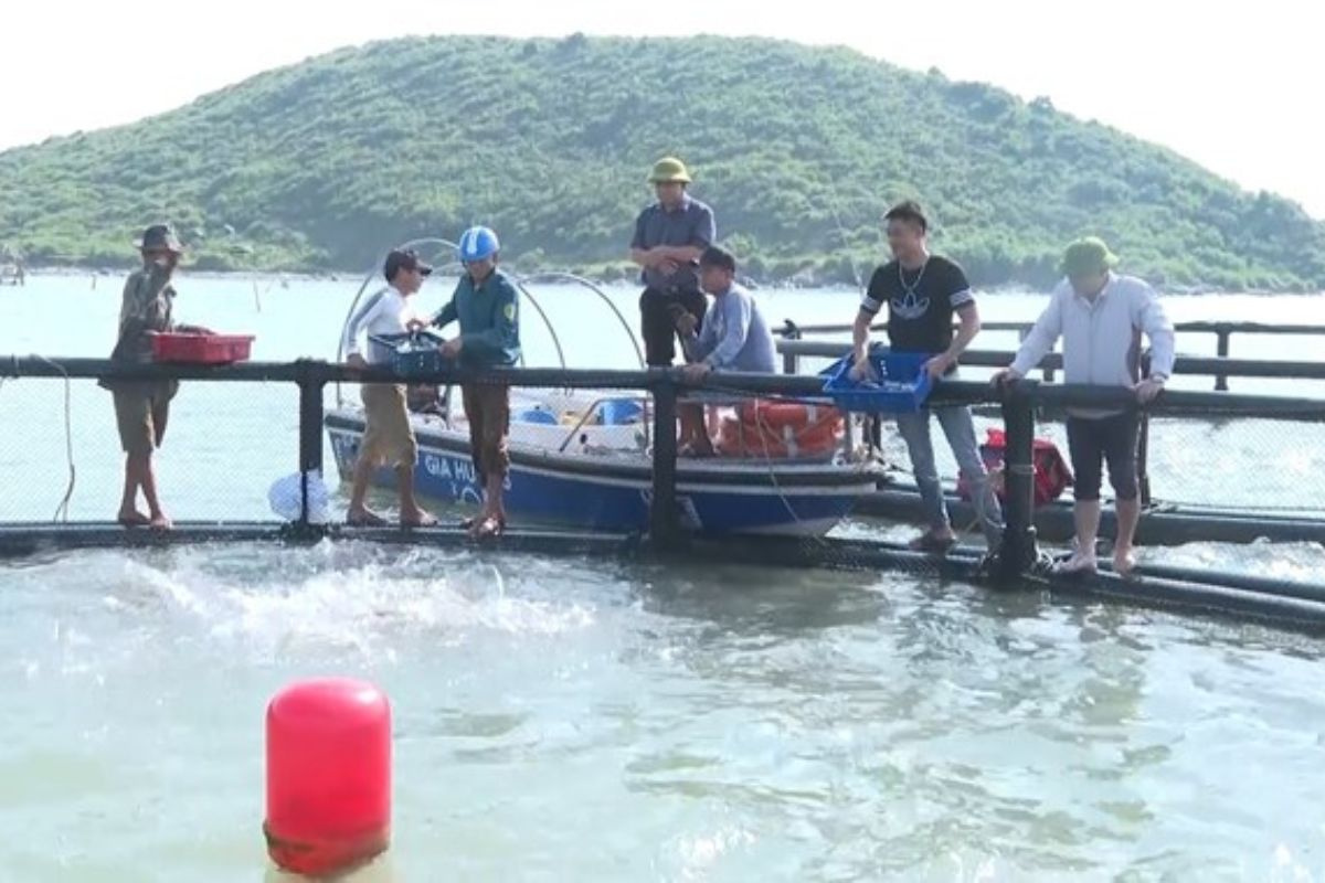 Mô hình nuôi cá bớp