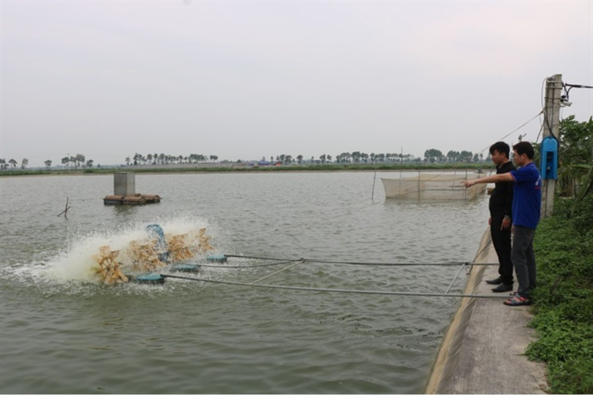 Nuôi cá trong ao bán nổi