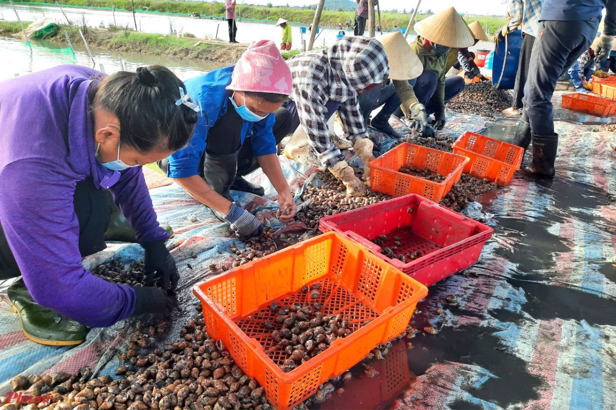 Bà con hào hứng vì giá ốc cao ngút