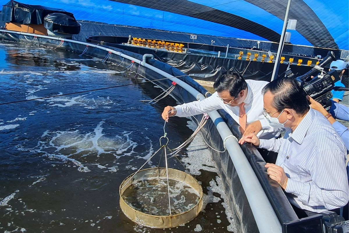 Mô thức nuôi tôm mới - kỳ vọng phá vỡ giới hạn của ngành tôm. Ảnh: lhhkh.baclieu.gov.vn