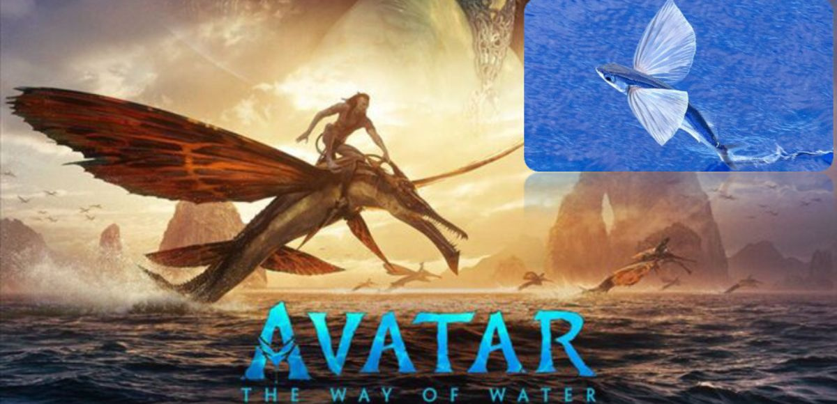 Đạt doanh thu gần 2 tỷ USD Avatar 2 vẫn thất sủng ở thị trường này  Báo  Dân trí