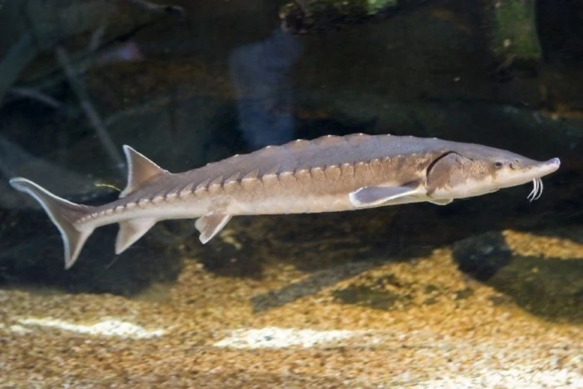 Рыба Atlantic Sturgeon