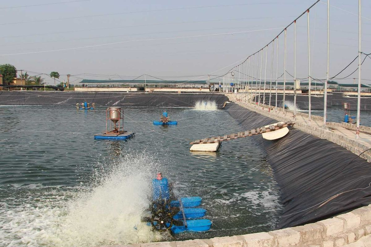 Chủ động có các biện pháp phòng chống rét cho thủy sản. Ảnh: media.quangninh.gov.vn