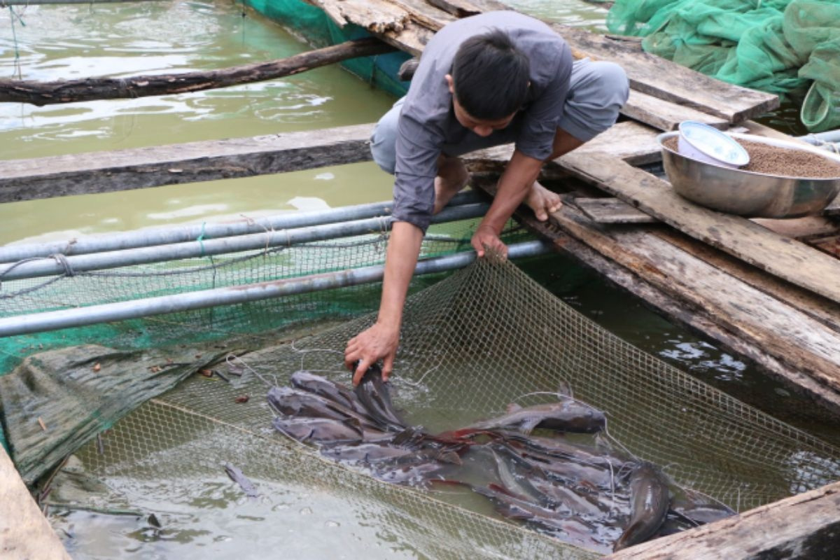 Những hình ảnh thực tế của cá lăng đen tại Cường Thịnh Fish