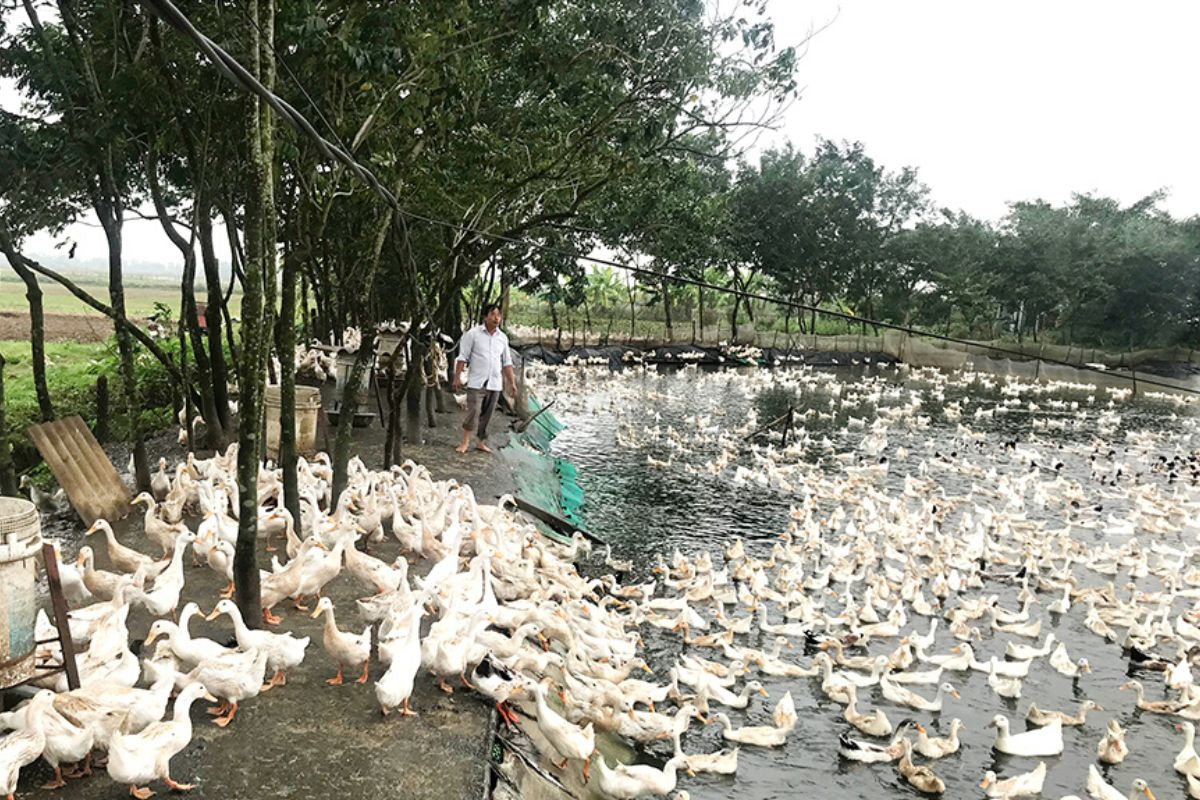 Trung tâm Khuyến nông tỉnh Thừa Thiên Huế  Hiệu quả từ mô hình hỗ trợ  thanh niên khởi nghiệp Chăn nuôi vịt siêu thịt thâm canh trên sàn