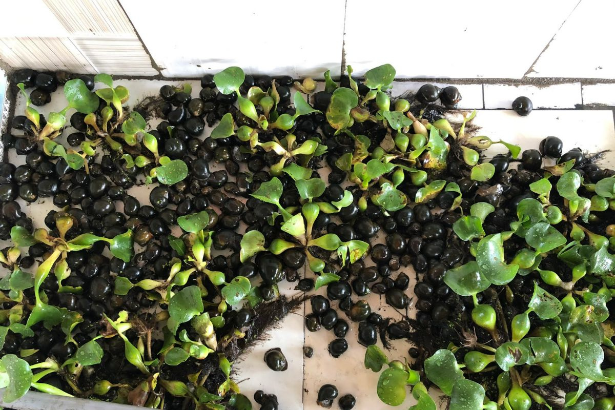 Phân biệt các loại ốc - Tepbac