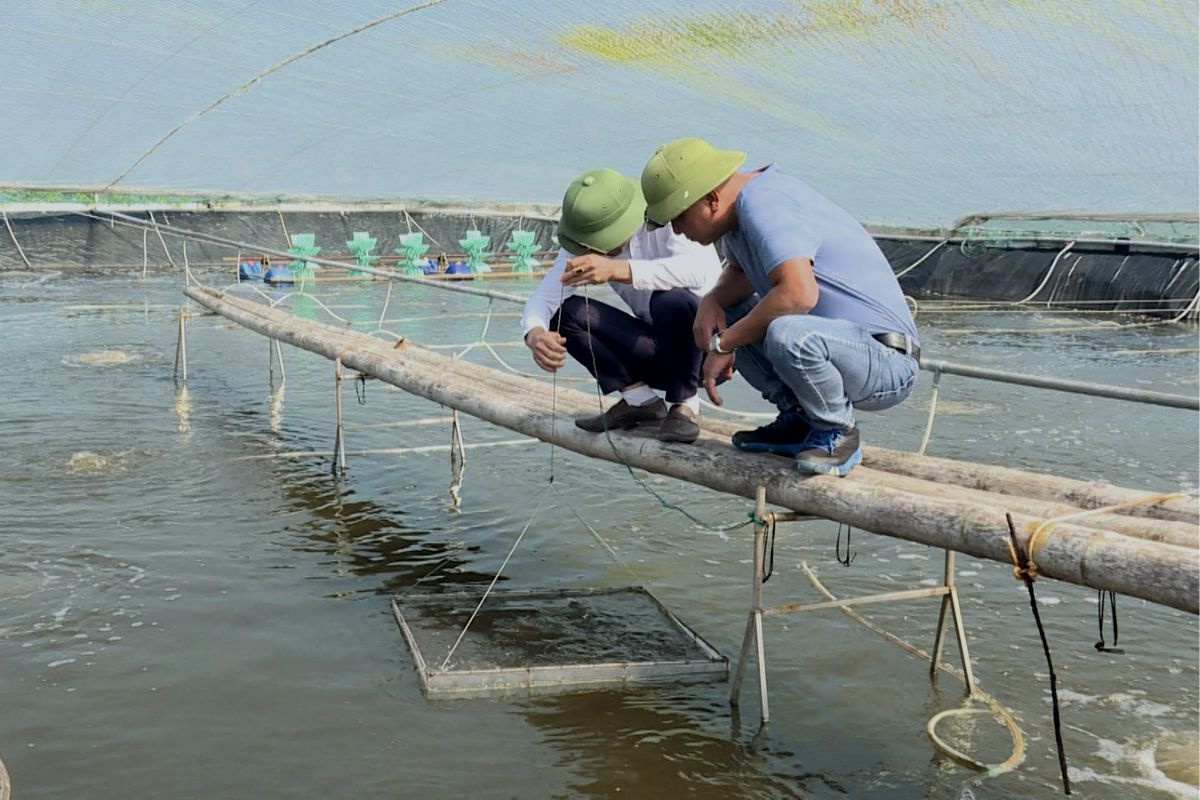 Kiểm tra sức khoẻ tôm mùa rét. Ảnh: cdn.thaibinhtv.vn