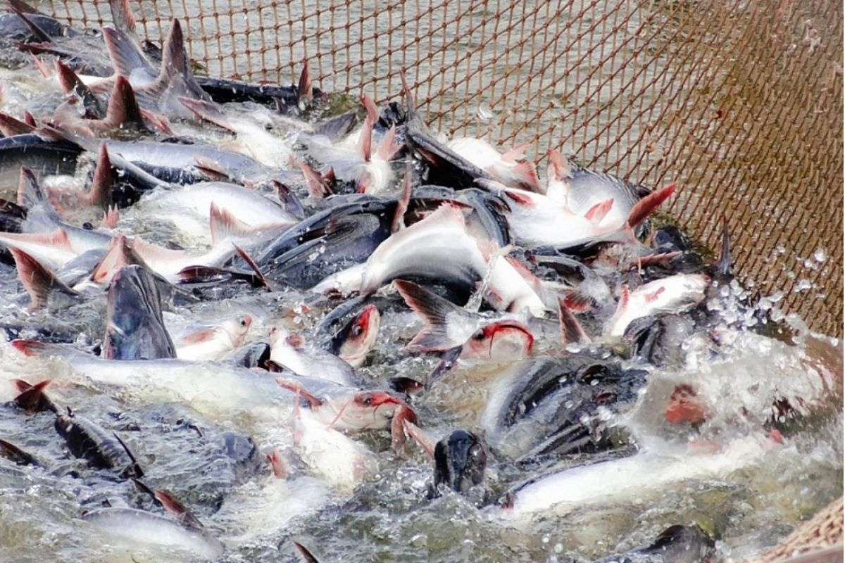 Hiệu quả bước đầu từ Dự án nuôi cá trong lồng bè tại Điện Biên  Tạp chí  Thủy sản Việt Nam