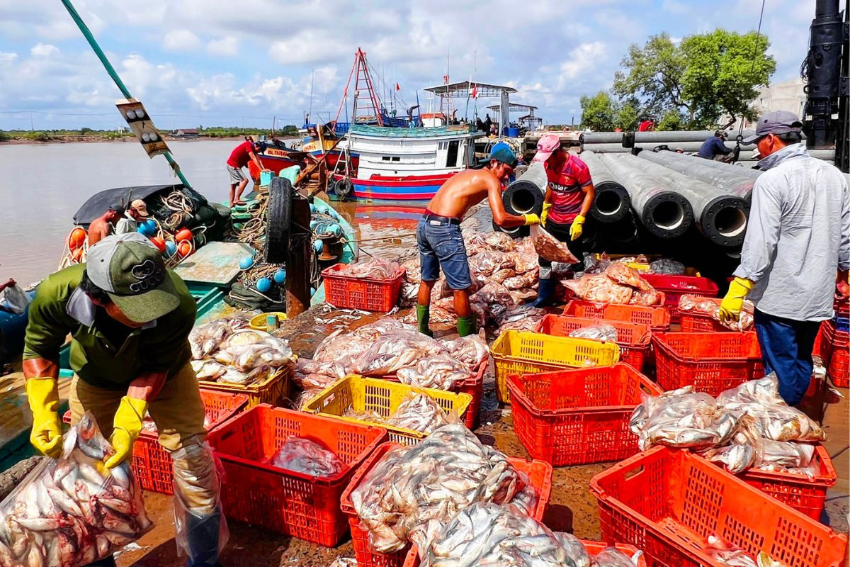 Đánh bắt cá