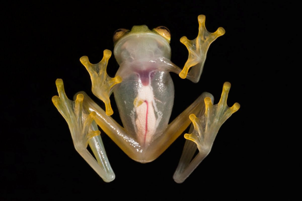Mô hình vòng đời của ếch