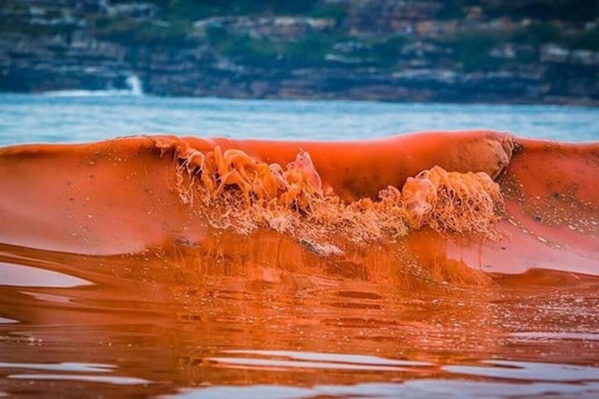 Thủy triều đỏ