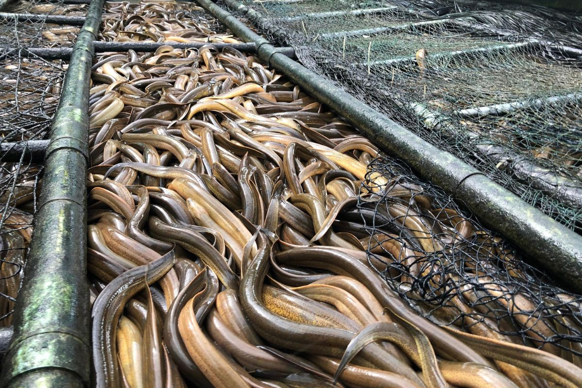 Thu tiền lớn từ việc nuôi lươn không bùn!