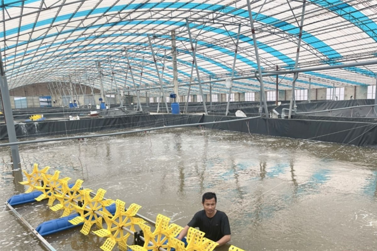 Mô hình nuôi tôm