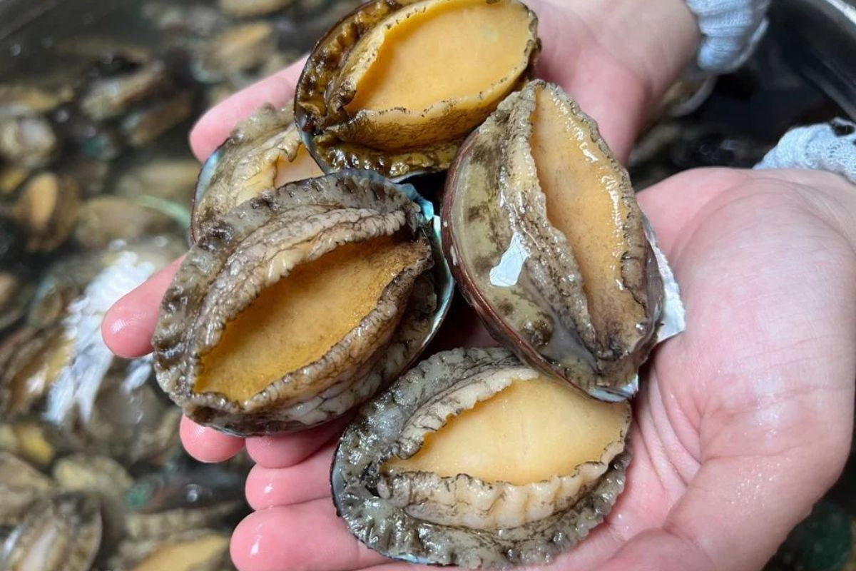 Bào ngư trên mạng