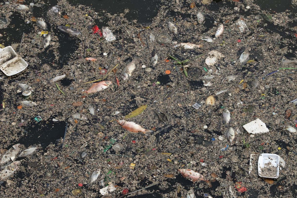 Chết chết trên kênh Nhiêu Lộc