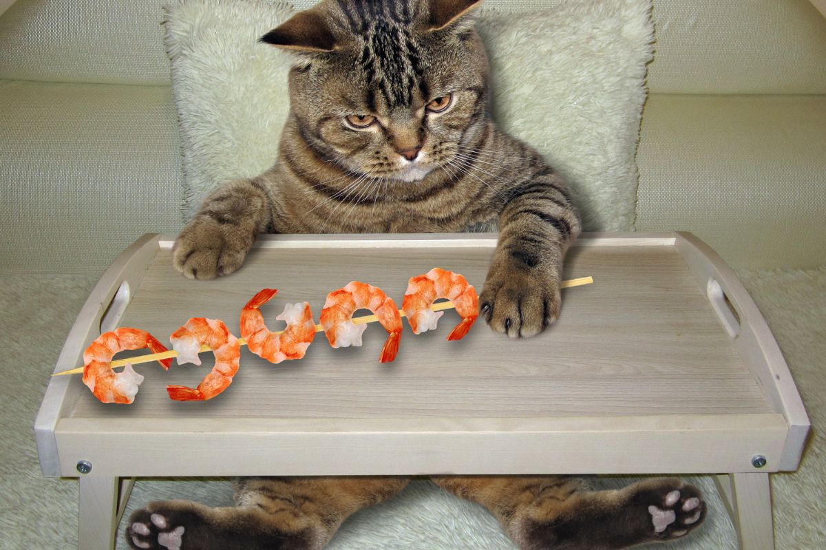 Mèo ăn tôm