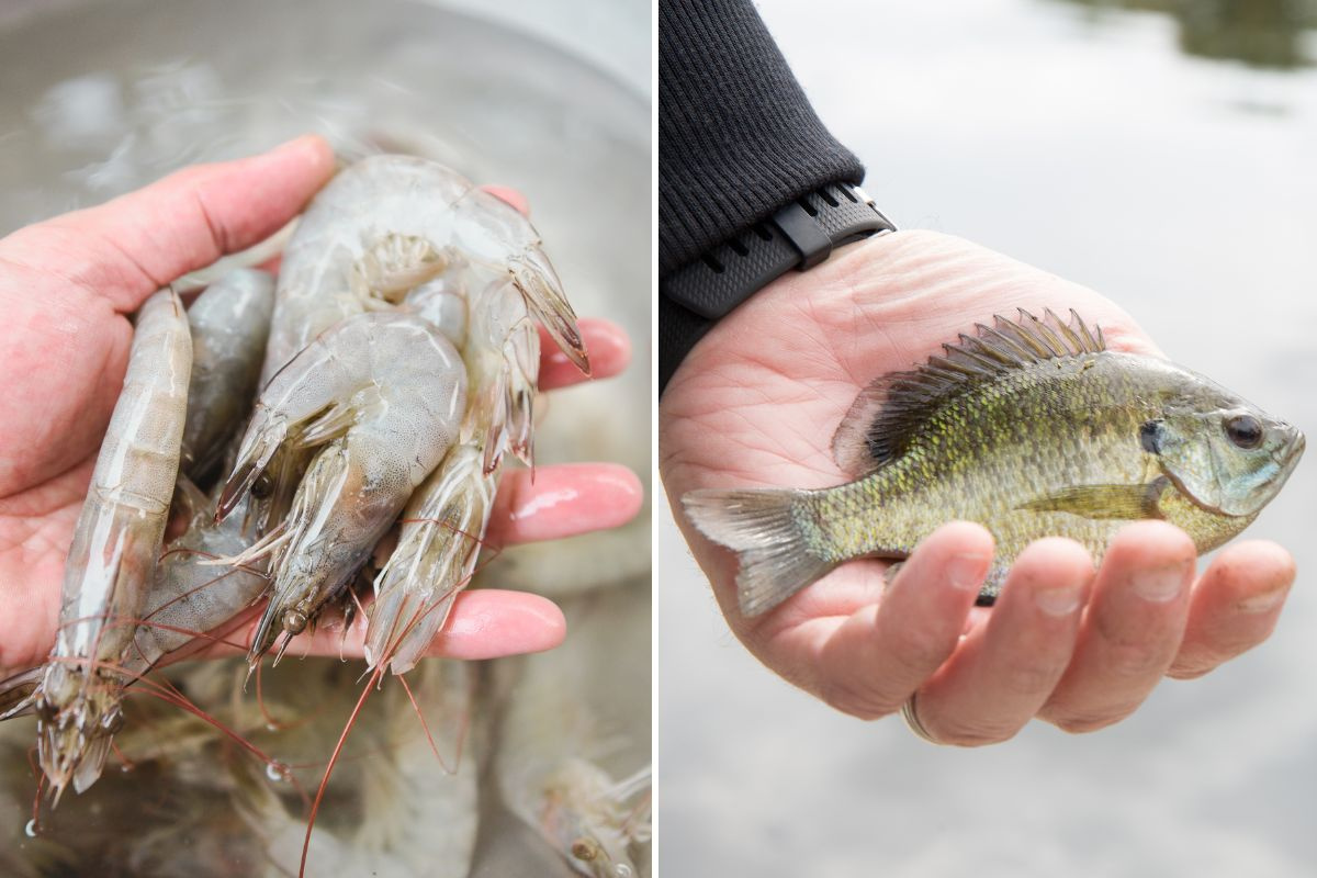 Cá rô phi và tôm thẻ