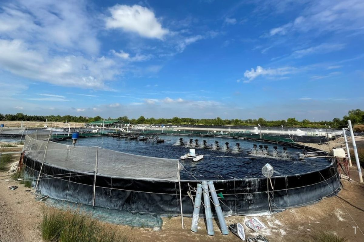 Mô hình nuôi tôm