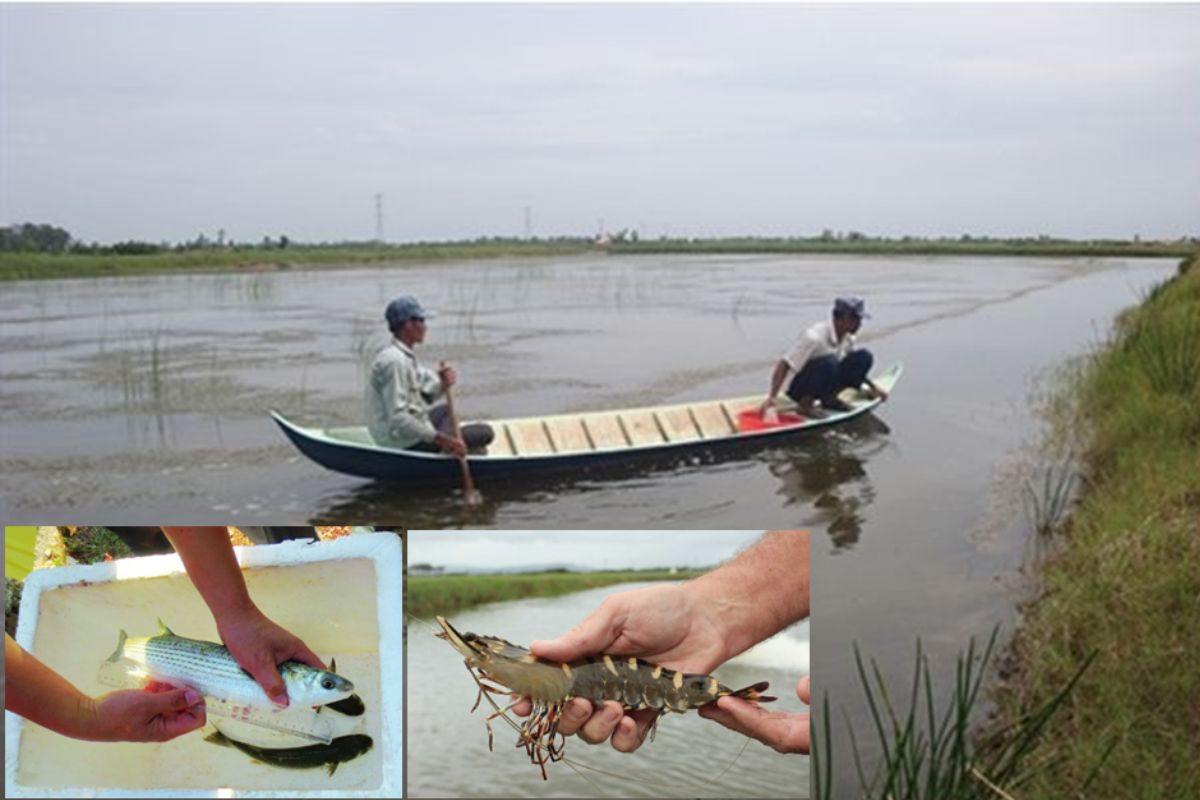 Nuôi kết hợp tôm sú- cá đối